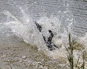 Minnow Lucarelli