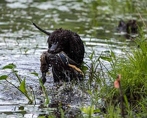 Ghillie Kezer