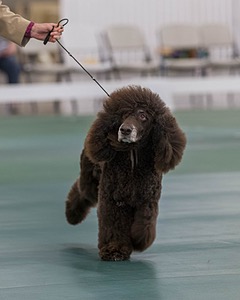 40 - GCH POOLE'S IDE BONNIE BROOK CD RE CGC (Bonnie)