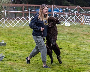 2204 - GCH CH BREKKON'S FIRST MARK CGC