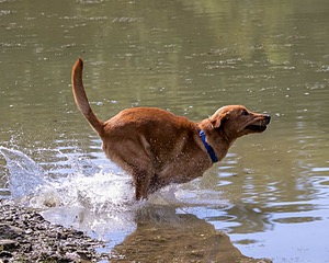 Chase