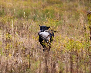 Iowa Pointing Labs Messinger's Kel (Kel)