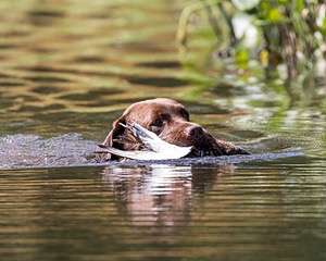 wicca schuko