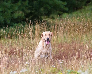 RUFF Millheim