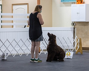 2204 - GCH CH BREKKON'S FIRST MARK CGC