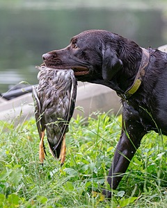 Tucker