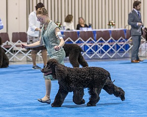 19 - GCH CH Axelhurn Now I'm Here (Marcus)