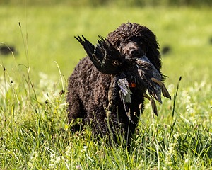 Ghillie Kezer