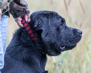 Murray Luongo