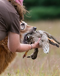 Taz