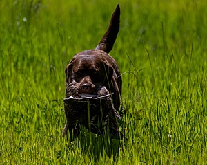 20170604-SEAL-1045.jpg