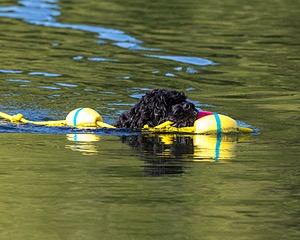 Camo Berger