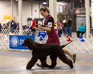 12 - GCH EPIK'S IN OMNIA PARATUS CGC ATT BCAT (Myna)