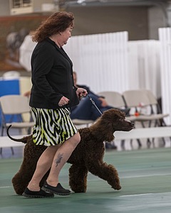 54 - GCH BREKKON BEGINS WITH BEAUFIELD