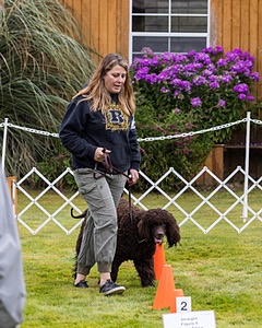 2204 - GCH CH BREKKON'S FIRST MARK CGC