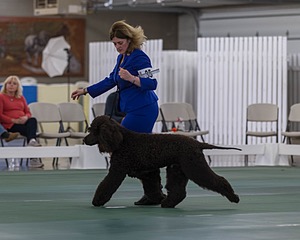 35 - GCHB CH FLINTCREST FULL MONTY (Jonny)