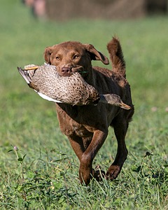 Tule Reed