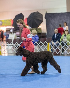 10 - Poole's Ide Touch Of Mink (Darla)