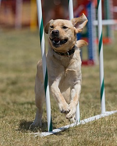 20150614-CCKC-1727.jpg