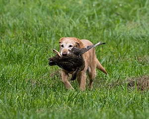Pippin Moss