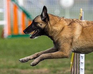 Tora Leab