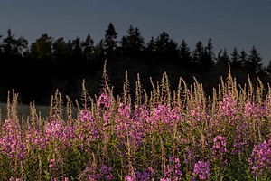 Maine Flowers