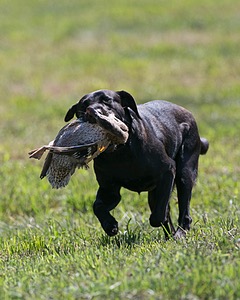 Moose Planty