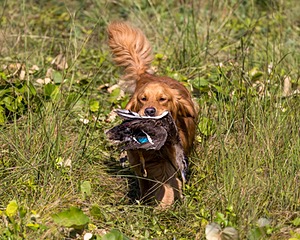 Zing Book