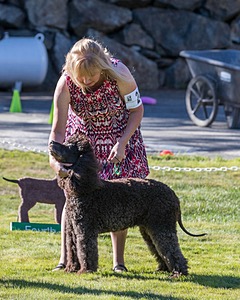 24 - GCH CH BLACKTHORN'S KEEVA CROMPTON RM AX AXJ XF TKN (Keeva)
