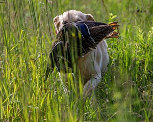 20170716-WCL-0035.jpg