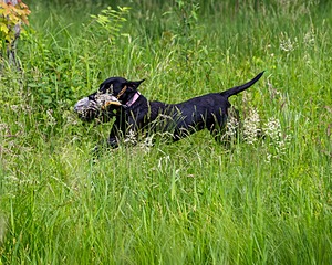 20170603-SHRW-2013.jpg
