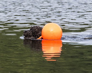 "Perry" & Diana
