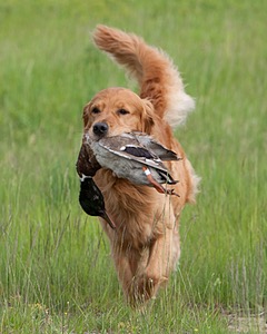 UCD SHR Sand Dancer's Windfall JH CDX