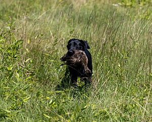 Kona Reise