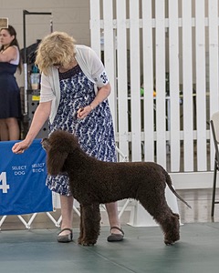36 - GCH ARROYO'S BEGIN THE BEGUINE AX OAJ NF (Porter)