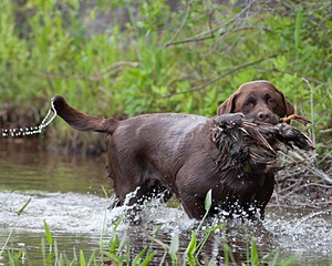 Beaver Creeks Princess Kudu