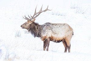 Elk, Yellowstone National Park