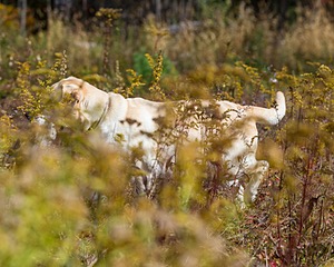 Meadowmere's Annisquam JH WC CGC (Annie)