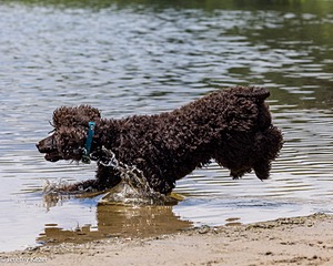 Ghillie