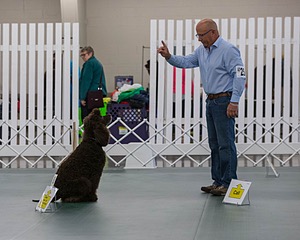 2503 - GCH CH BLACKTHORN'S KEEVA CROMPTON AX AXJ XF RN CGC (Keeva)