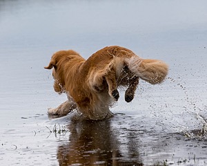 Opie McGee
