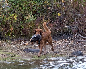 Tracker