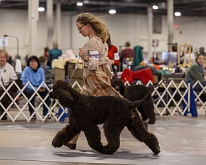 12 - GCH EPIK'S IN OMNIA PARATUS CGC ATT BCAT (Myna)