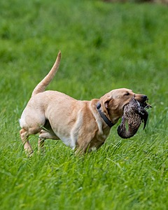 20170603-SHRL-1073.jpg