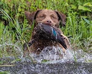 20170603-SHRW-1709.jpg