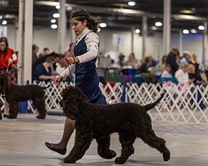 15 - CH POOLE'S IDE DARK KNIGHT (Oscar)