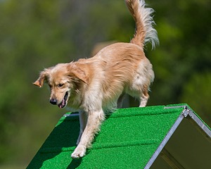 Ollie Erbe