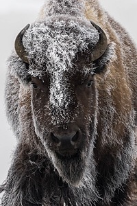 Bison, Yellowstone National Park