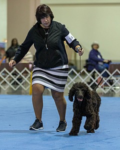 14 - Chantico's Super G O'Muddy Waters (Ghillie)