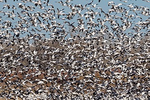 Snow Geese, Bosque del Apache, New Mexico